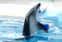 下田海中水族館