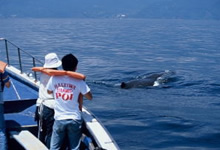 イルカウォッチング“光海丸”